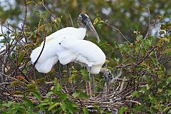 Wood Stork